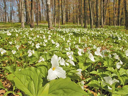 Large-Flowered Trillium