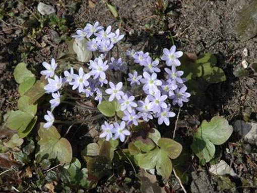 Hepatica