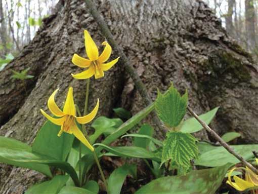 Trout Lilies