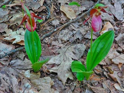 Lady's Slippers