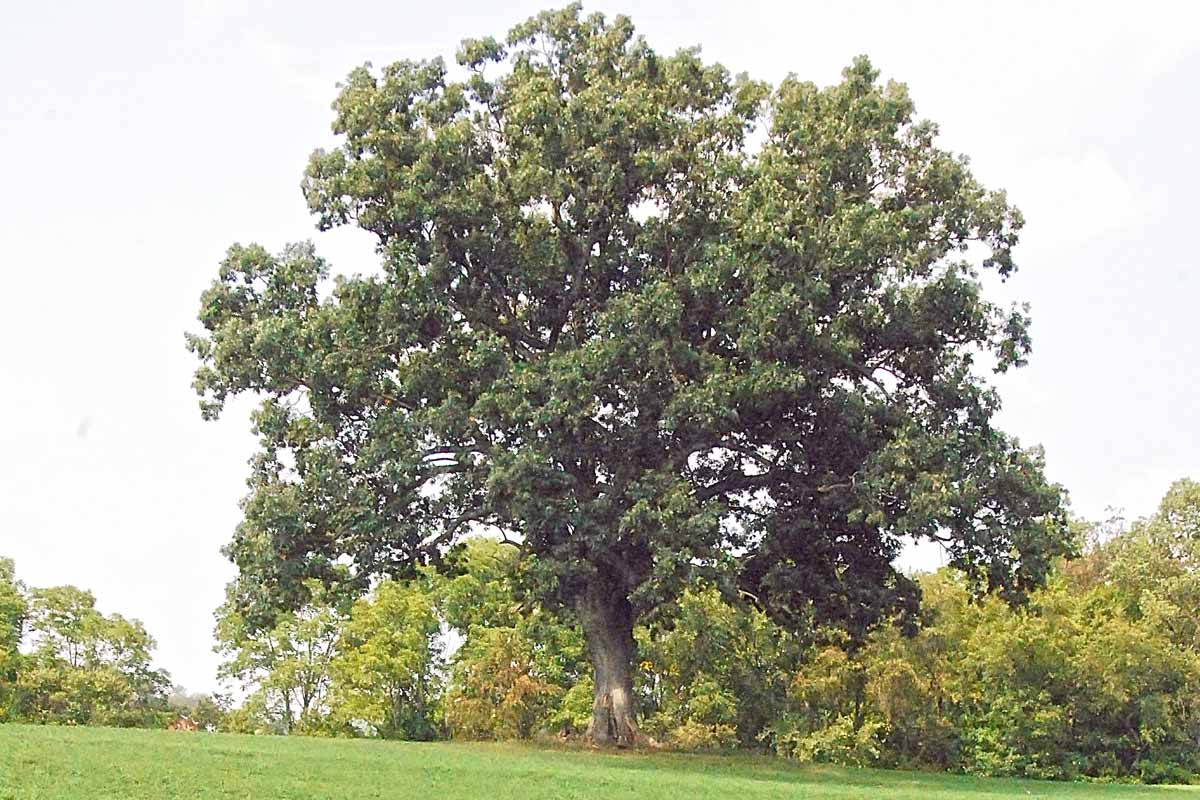 The Original Oak Tree in The Shawshank Redemption in Mansfield, OH