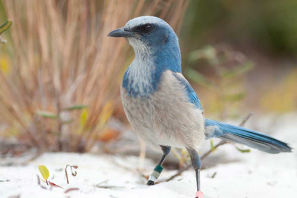 Blue and white bird in Sebring, Florida