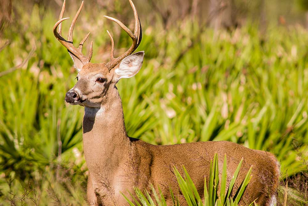 Elk with antlers in a field of long grass in Sebring, Florida