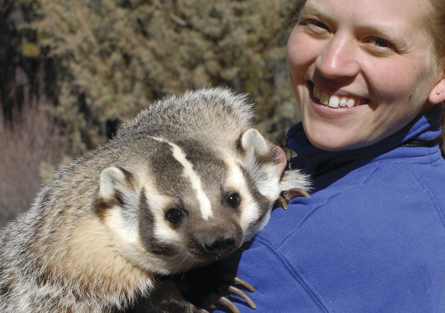 A badger at the High Desert Museum in Bend, OR