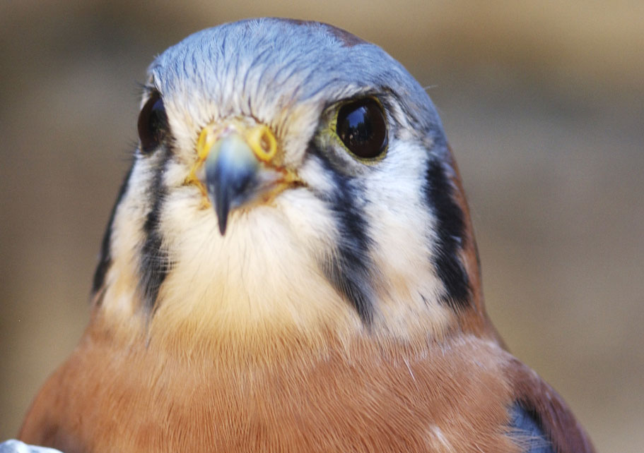 A bird of prey at the High Desert Museum in Bend, OR