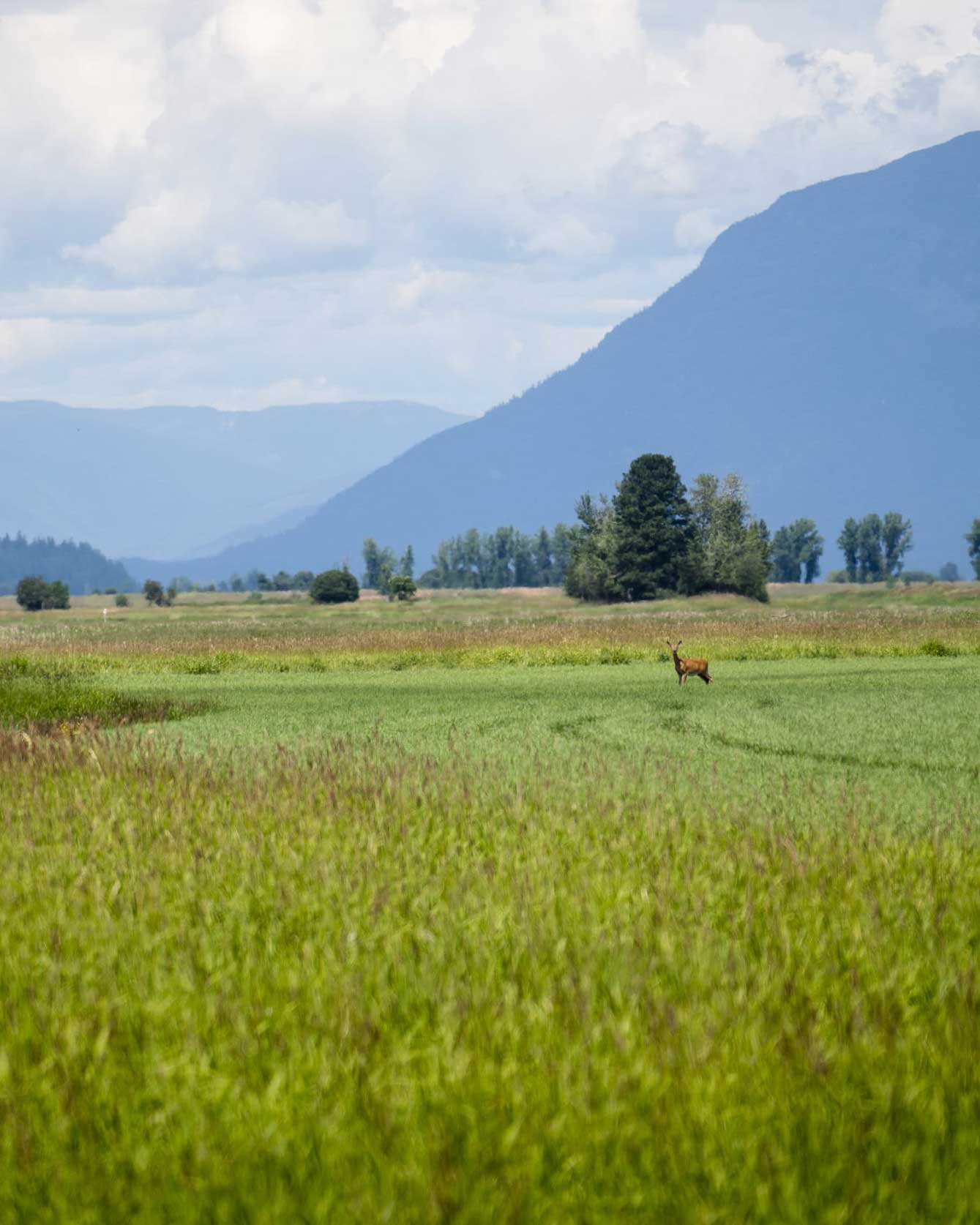 a deer standing in a meadow of green grass with mountains in the background 
			